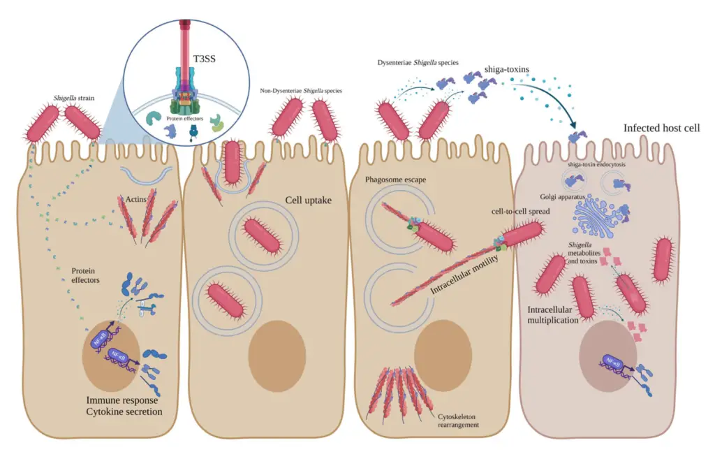 Schematic representation of pathogenesis mechanisms of Dysenteriae and non-Dysenteriae species of Shigella.