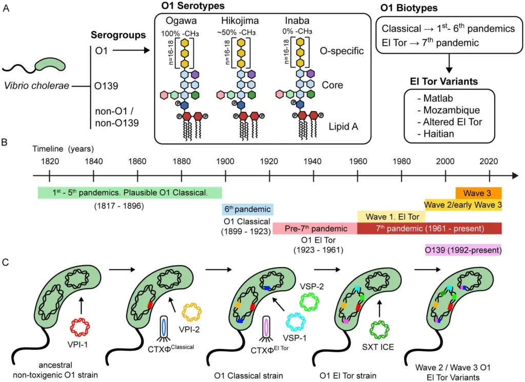 Classification and evolution of V. cholerae. 