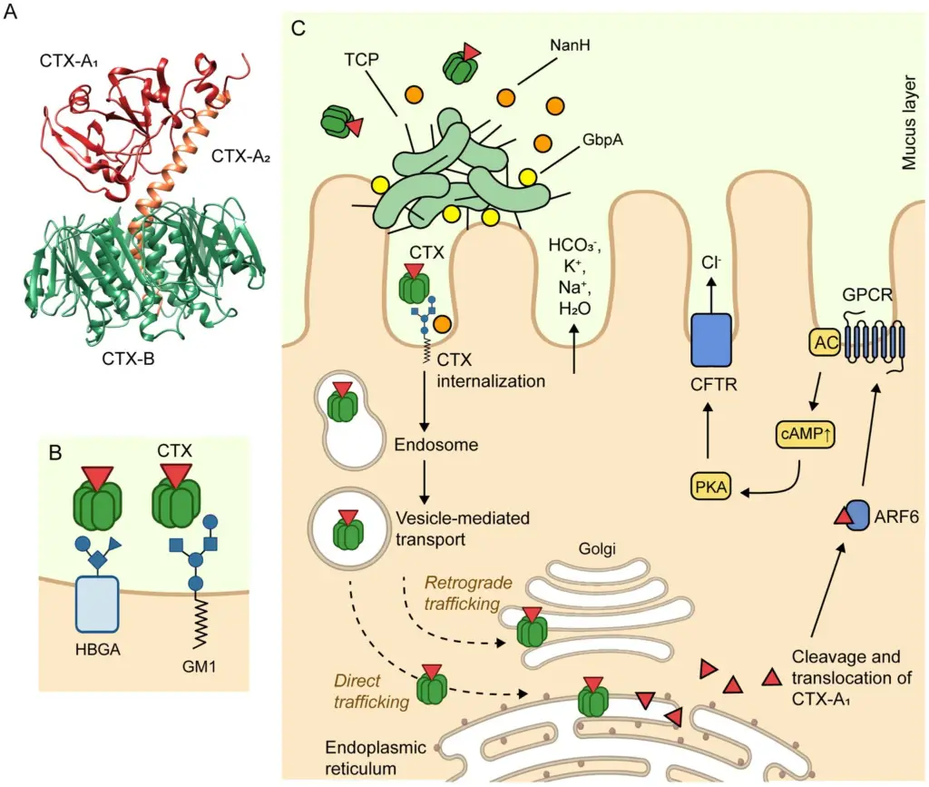 Mechanism of Action of Cholera Toxin