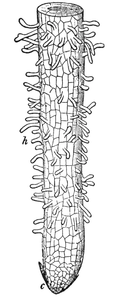 Root Hair 