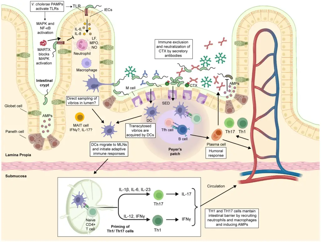 Immune response against cholerae infection.