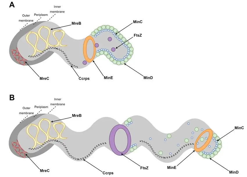 Cytoskeleton of Helicobacter pylori. 