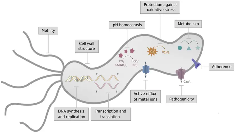 The structure of the bacterium H pylori and pathways showing therapeutic moieties to fight pylori infection.