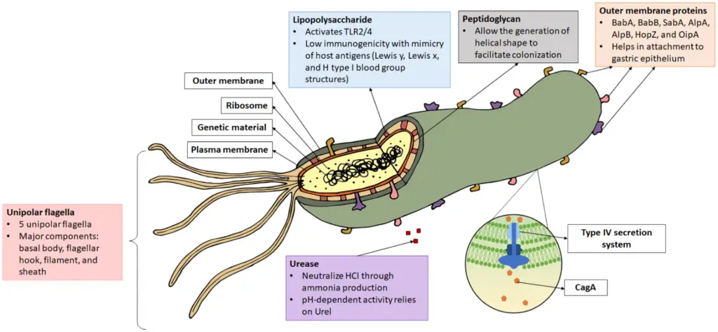 Structure of Helicobacter pylori. 