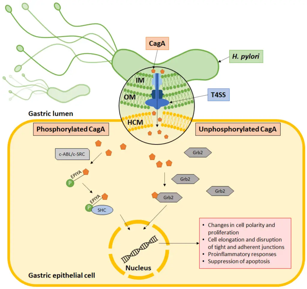 CagA’s mechanism of action.