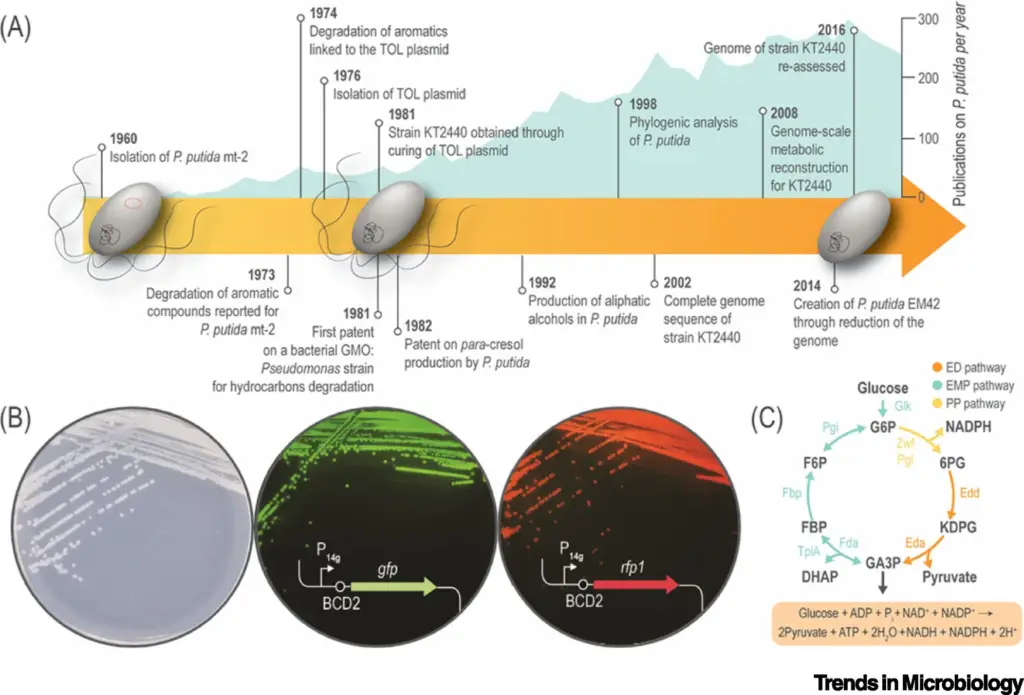 Timeline of significant scientific and industrial achievements in the research and application of P. putida.