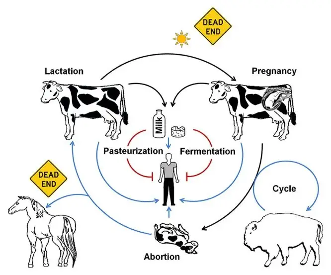 Brucella (B. abortus) life host cycle. 