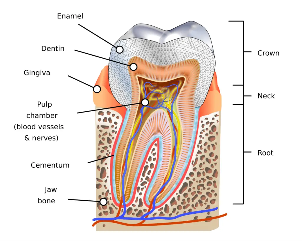 Human Teeth