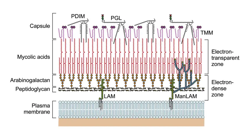 The structure of the M. leprae cell wall.