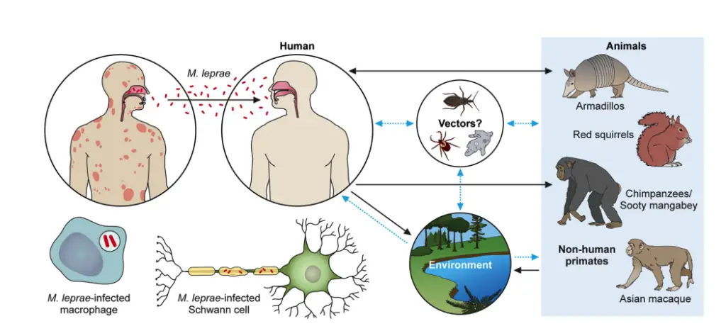 The transmission pathways of M. leprae.