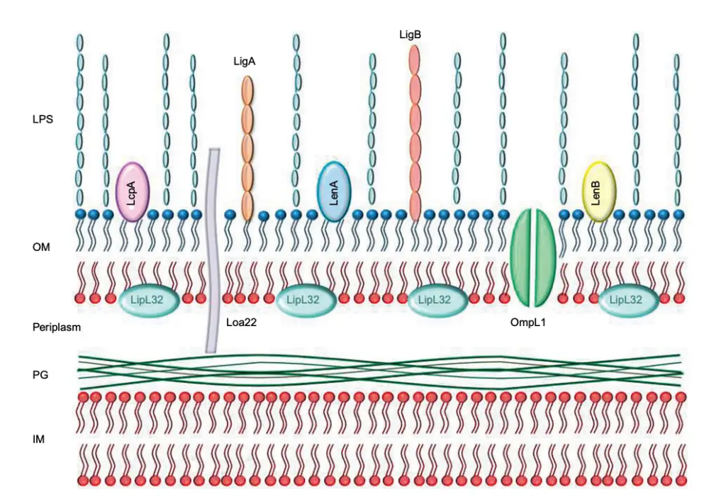 Schematic depiction of the membrane architecture of pathogenic leptospires