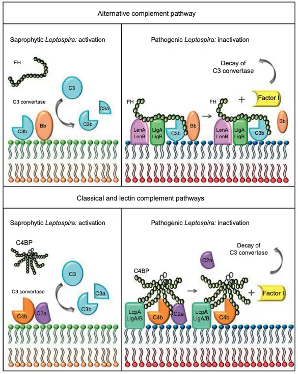 Complement evasion strategies in Leptospira