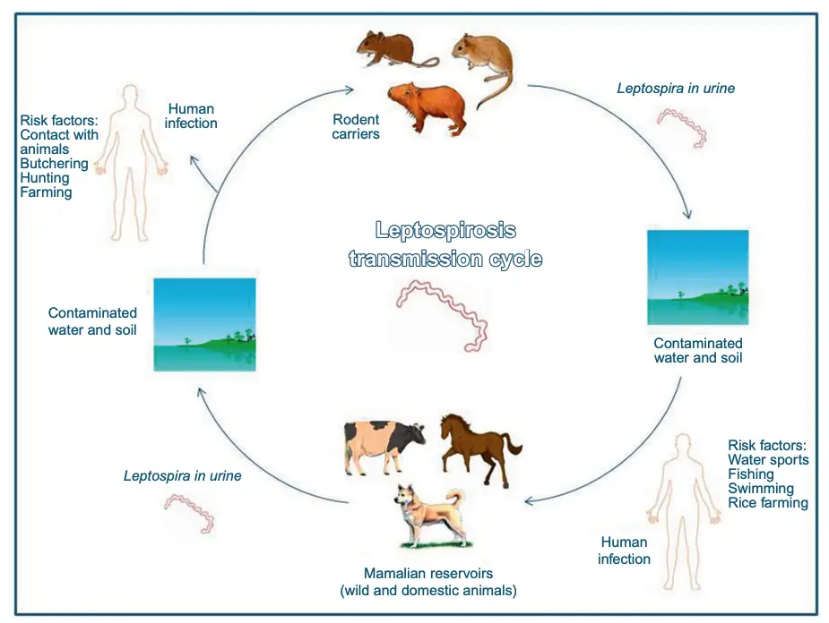 Transmission Cycle of Leptospira