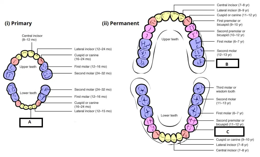 Primary and permanent dentition. The eruption dates for each tooth are denoted in brackets.