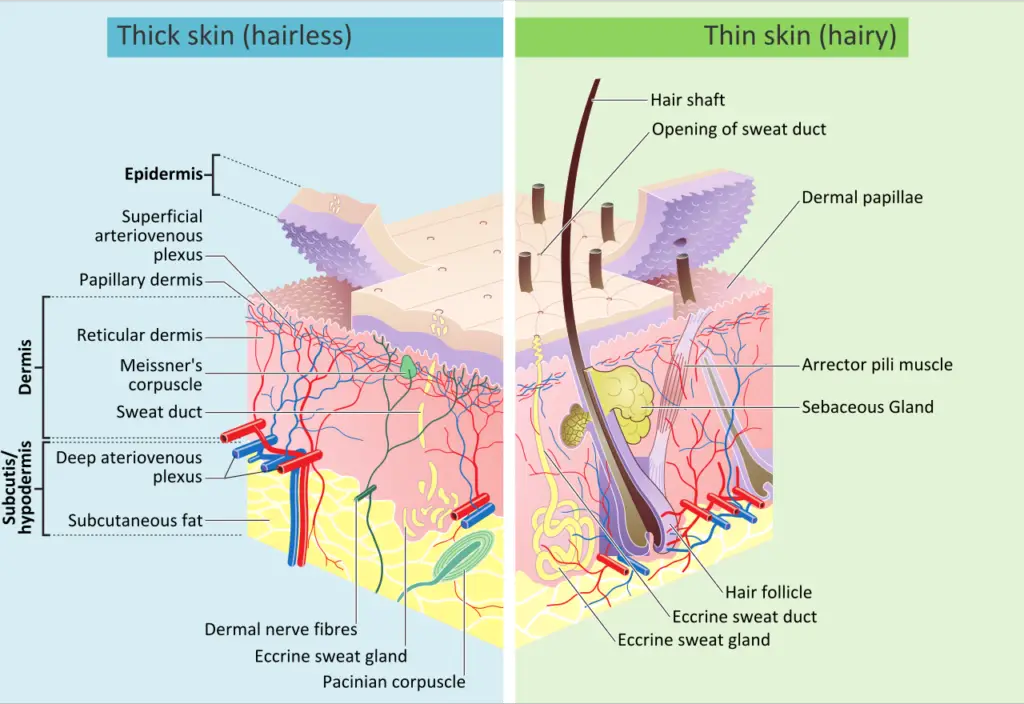 Skin layers, of both hairy and hairless skin
