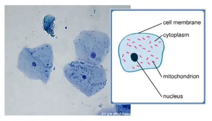 Human Buccal Epithelial Cells