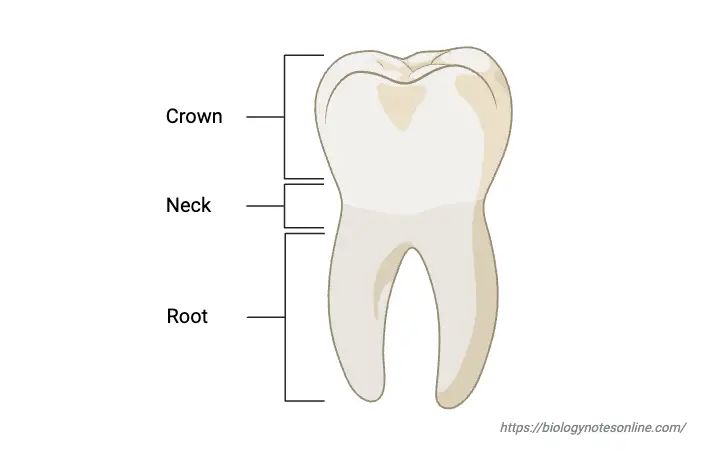 teeth morphology