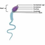 Structure of Sperm Cell