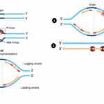 Eukaryotic DNA Replication Process – Animation