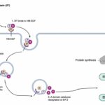 Mechanism of Action – Diphtheria Toxin