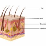 Anatomy of the Skin Animation