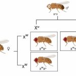 Drosophila Eye Reciprocal Cross (Biology Animation)