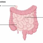 Large & Small Intestines – Human Anatomy Animation