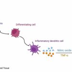 Monocyte Differentiation in Infected Tissue (Biology Animation)
