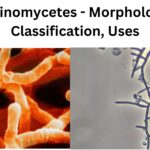 Actinomycetes - Morphology, Classification, Uses