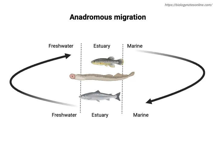 Anadromous migration