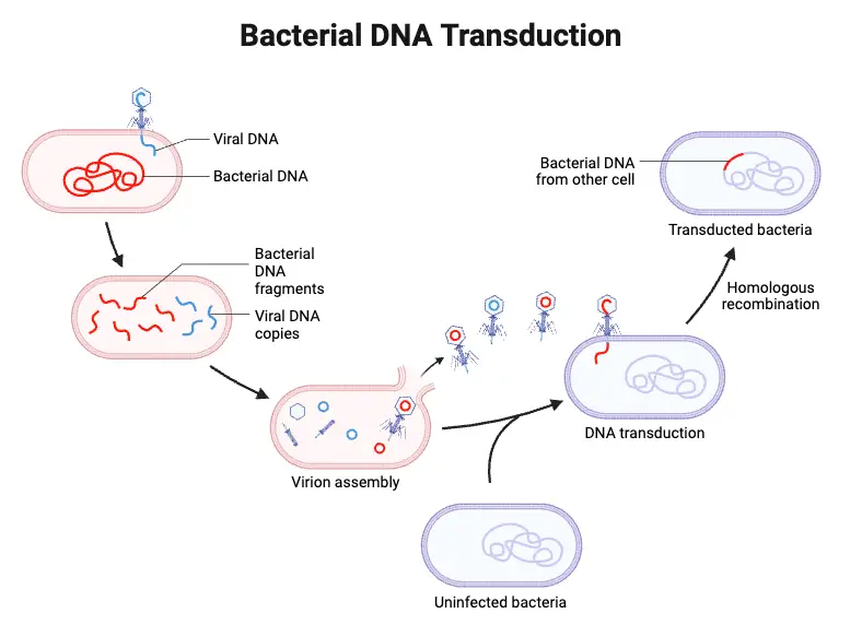 Bacterial DNA Transduction