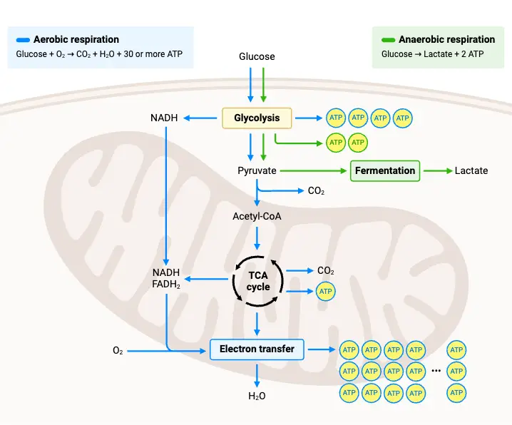 Cellular Respiration