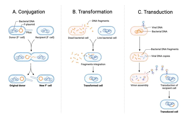 Conjugation, Transformation, Transduction