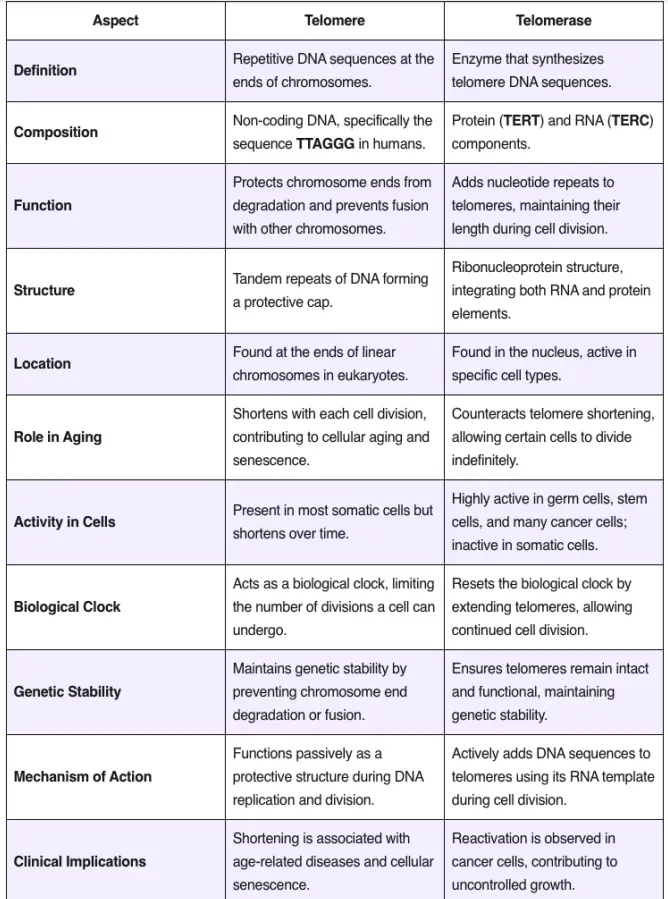 Difference between Telomere and Telomerase