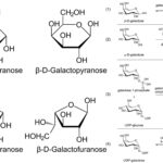 Galactose Metabolism - Steps, Importance, Leloir Pathway