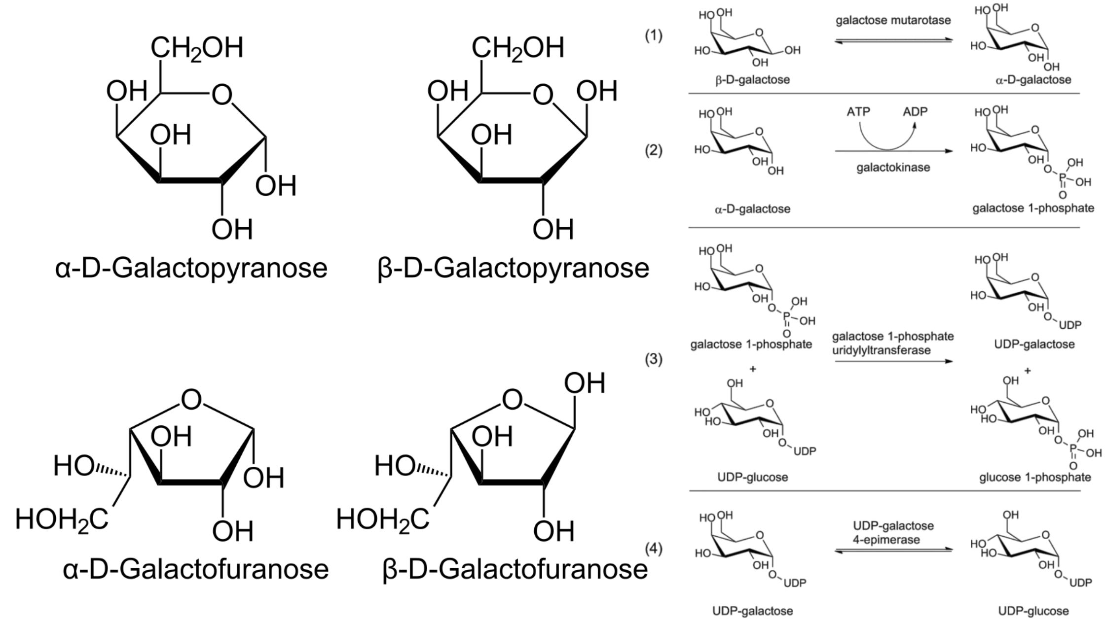 Galactose Metabolism - Steps, Importance, Leloir Pathway