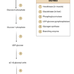 Glycogenesis Steps