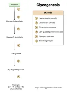 Glycogenesis – Enzymes, Steps, Regulation, Importance