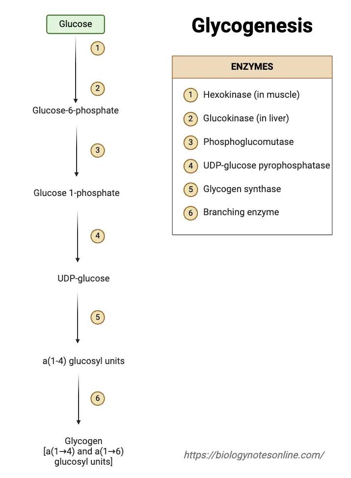 Glycogenesis Steps