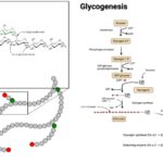 Glycogenolysis - Enzymes, Steps, Regulation, Functions