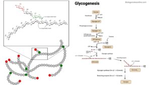 Glycogenolysis – Enzymes, Steps, Regulation, Functions