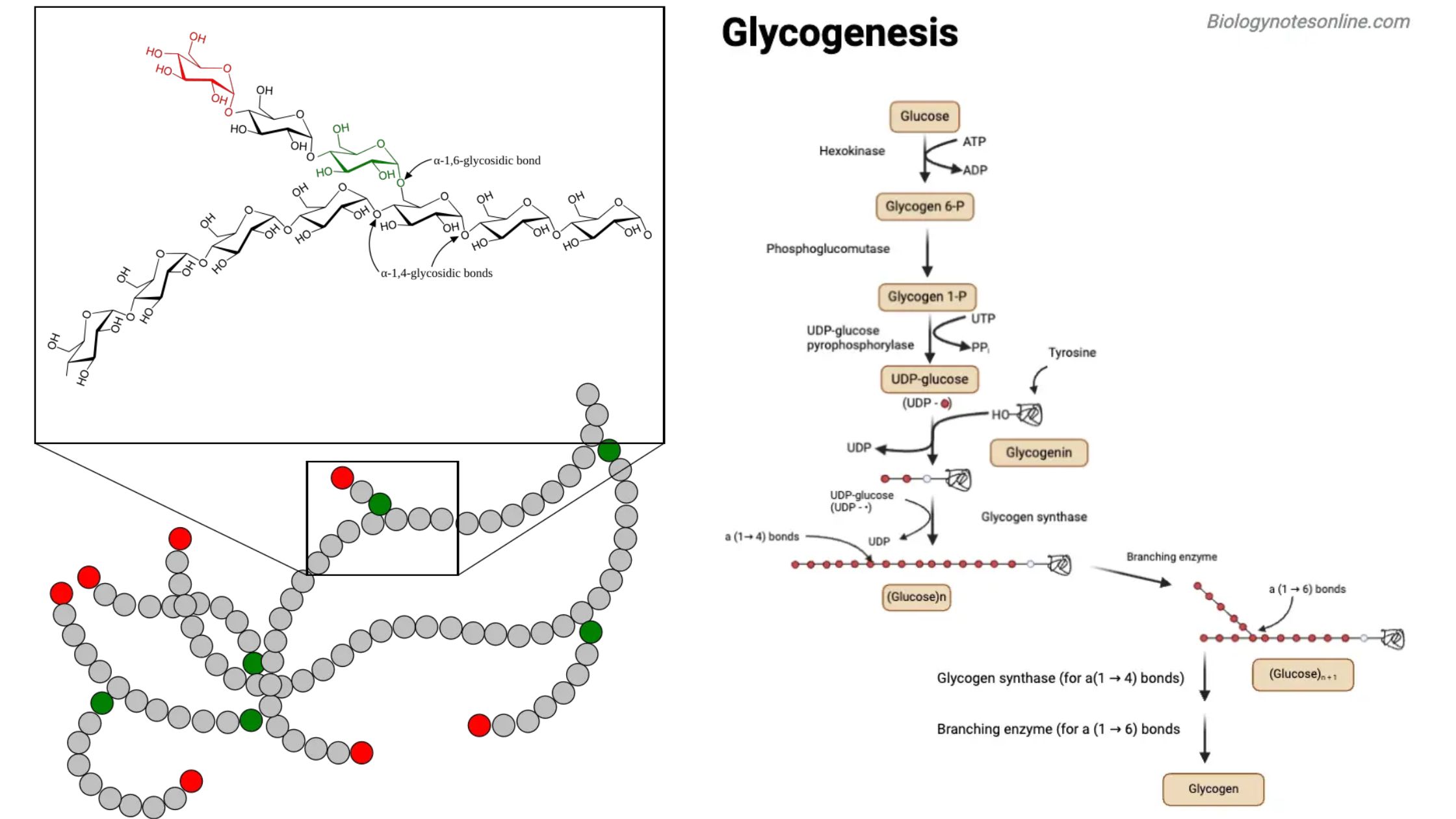 Glycogenolysis - Enzymes, Steps, Regulation, Functions