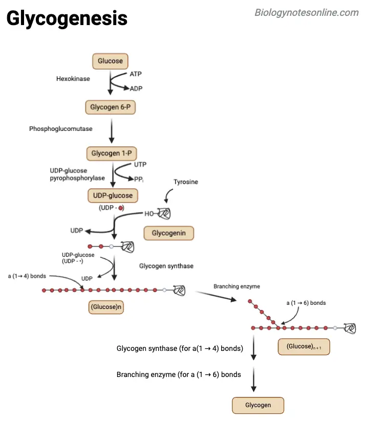 Glycogenolysis Steps