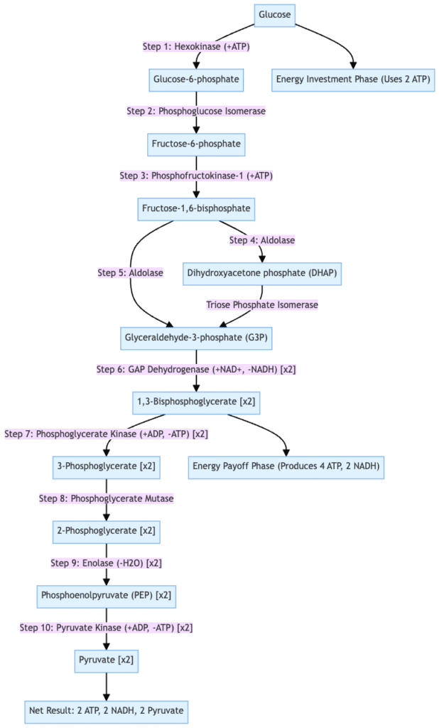 Glycolysis - Definition, Steps, Enzymes, Regulation, Result 1 glycolysis diagram