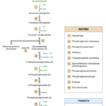 Glycolysis and Glycolytic Enzymes