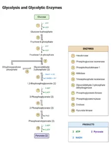 Glycolysis – Definition, Steps, Enzymes, Regulation, Result