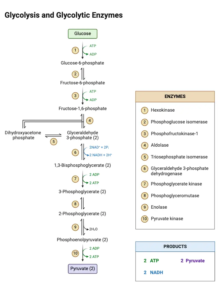 Glycolysis and Glycolytic Enzymes