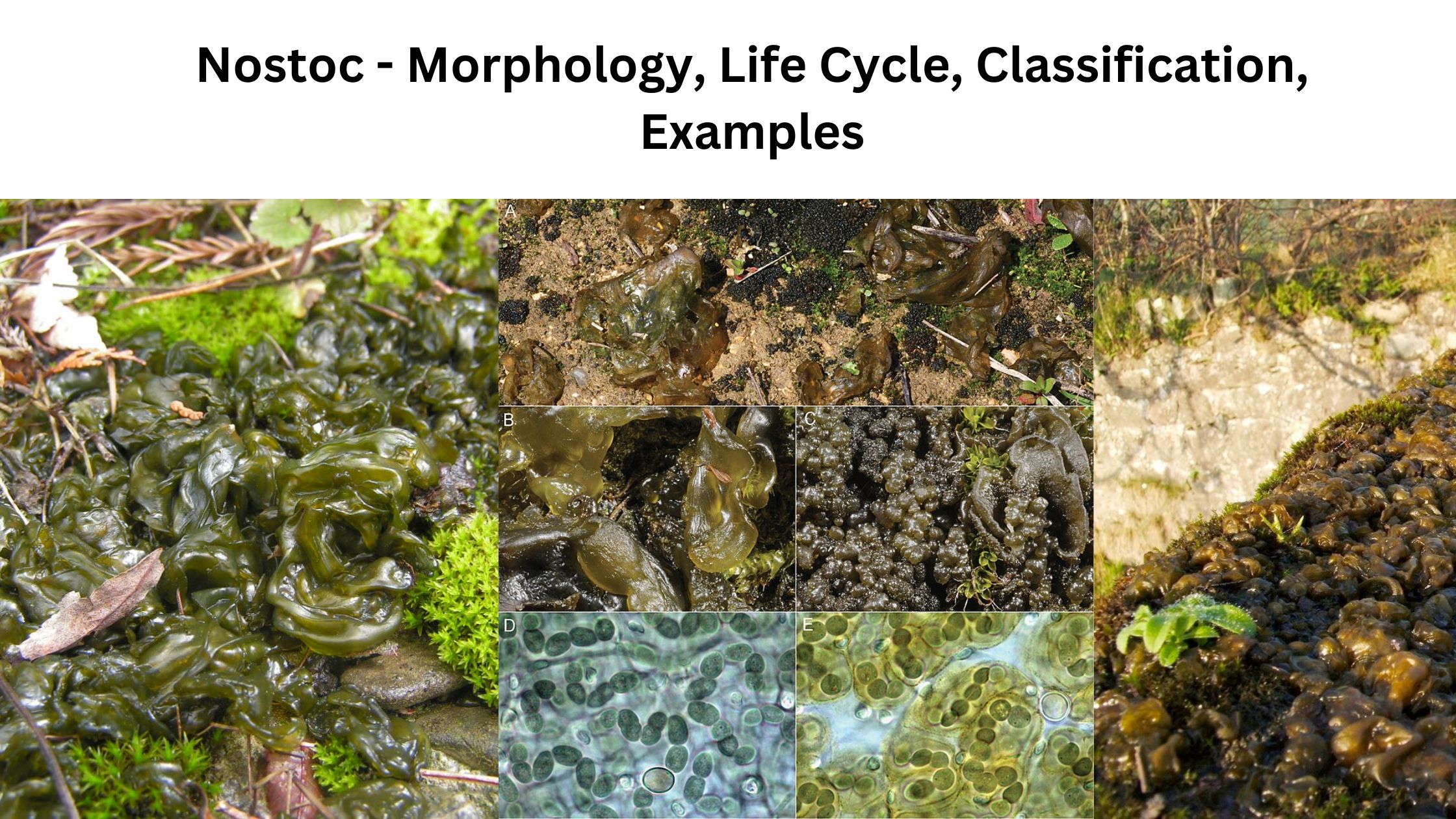 Nostoc - Morphology, Life Cycle, Classification, Examples