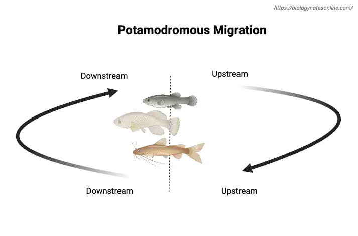 Potamodromous Migration