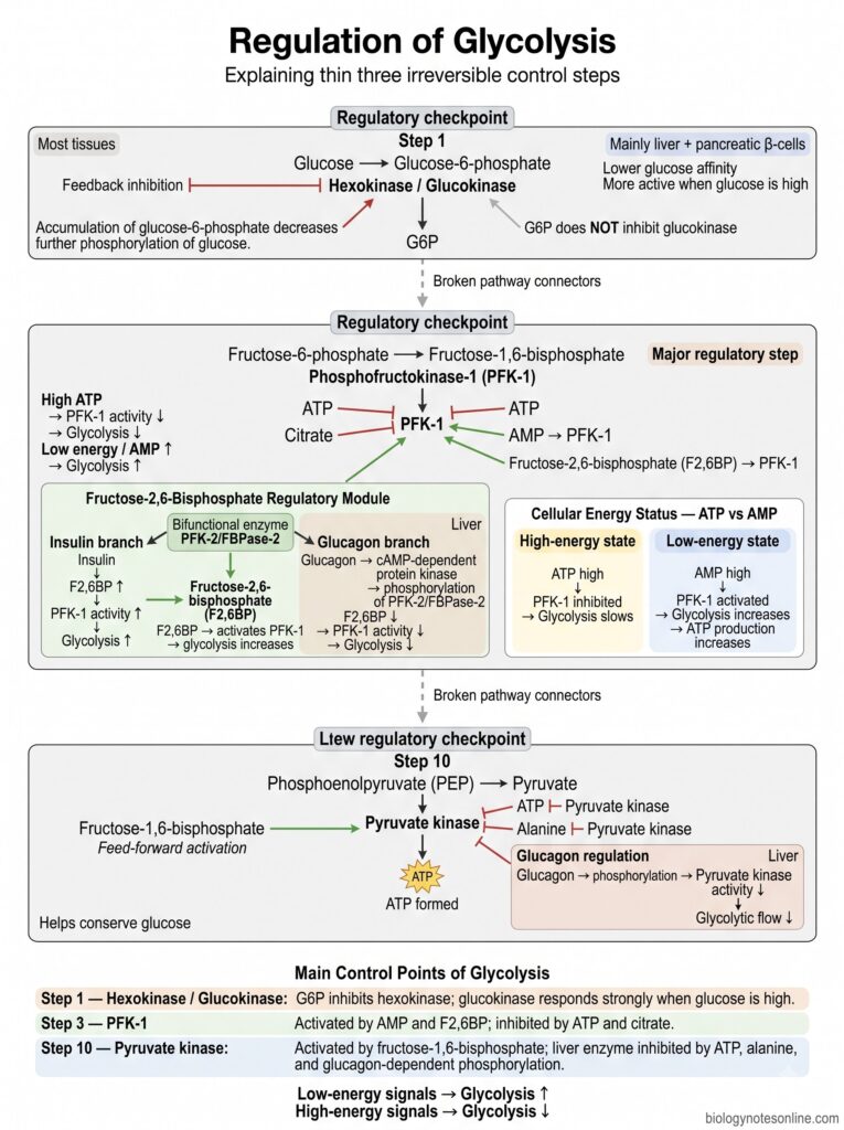 Glycolysis Pathway – 10 Steps, Enzymes, Products, ATP Yield & Regulation 9 Diagram showing Regulation of Glycolysis